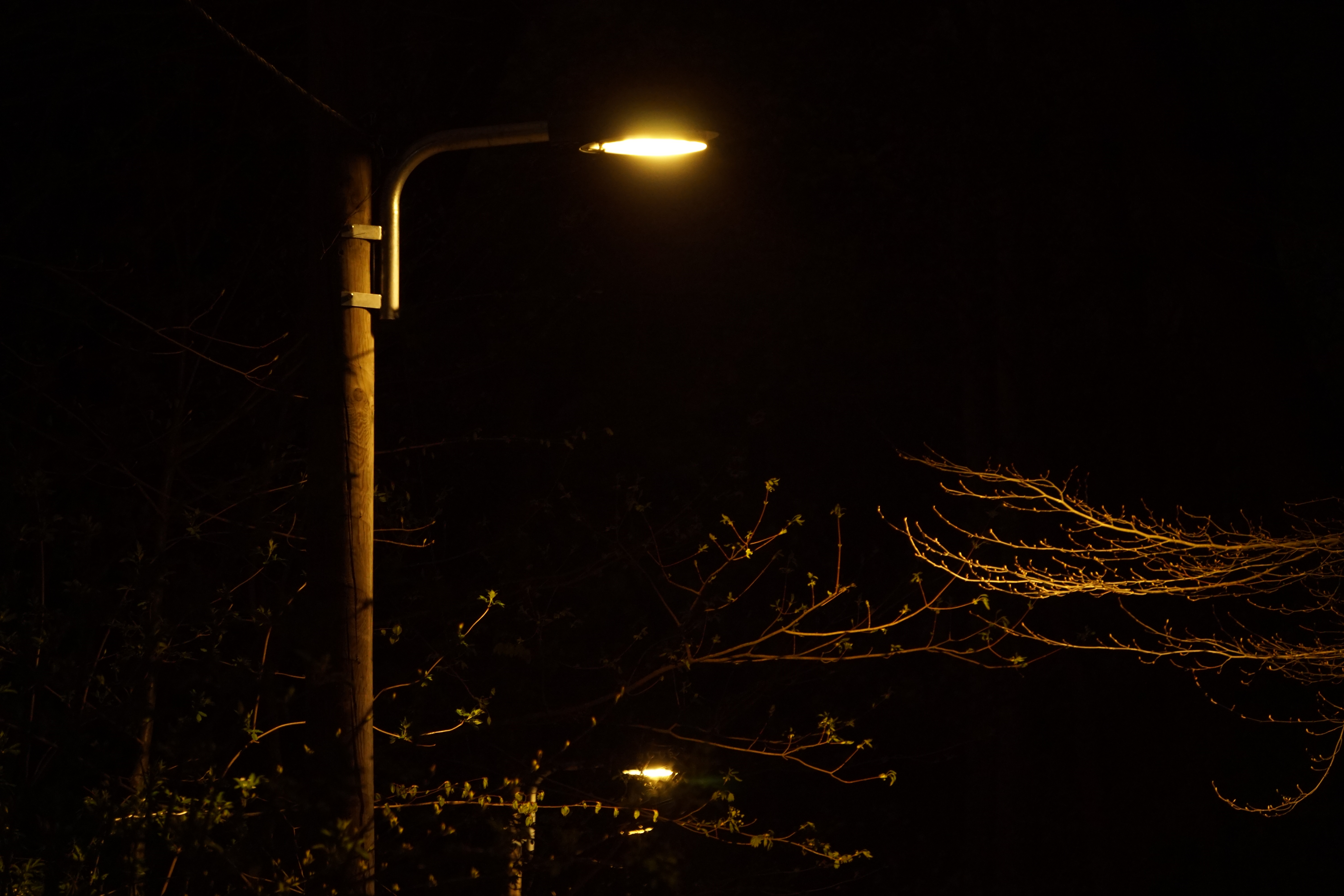 Straßenlaterne beleuchtet Zweige bei Nacht